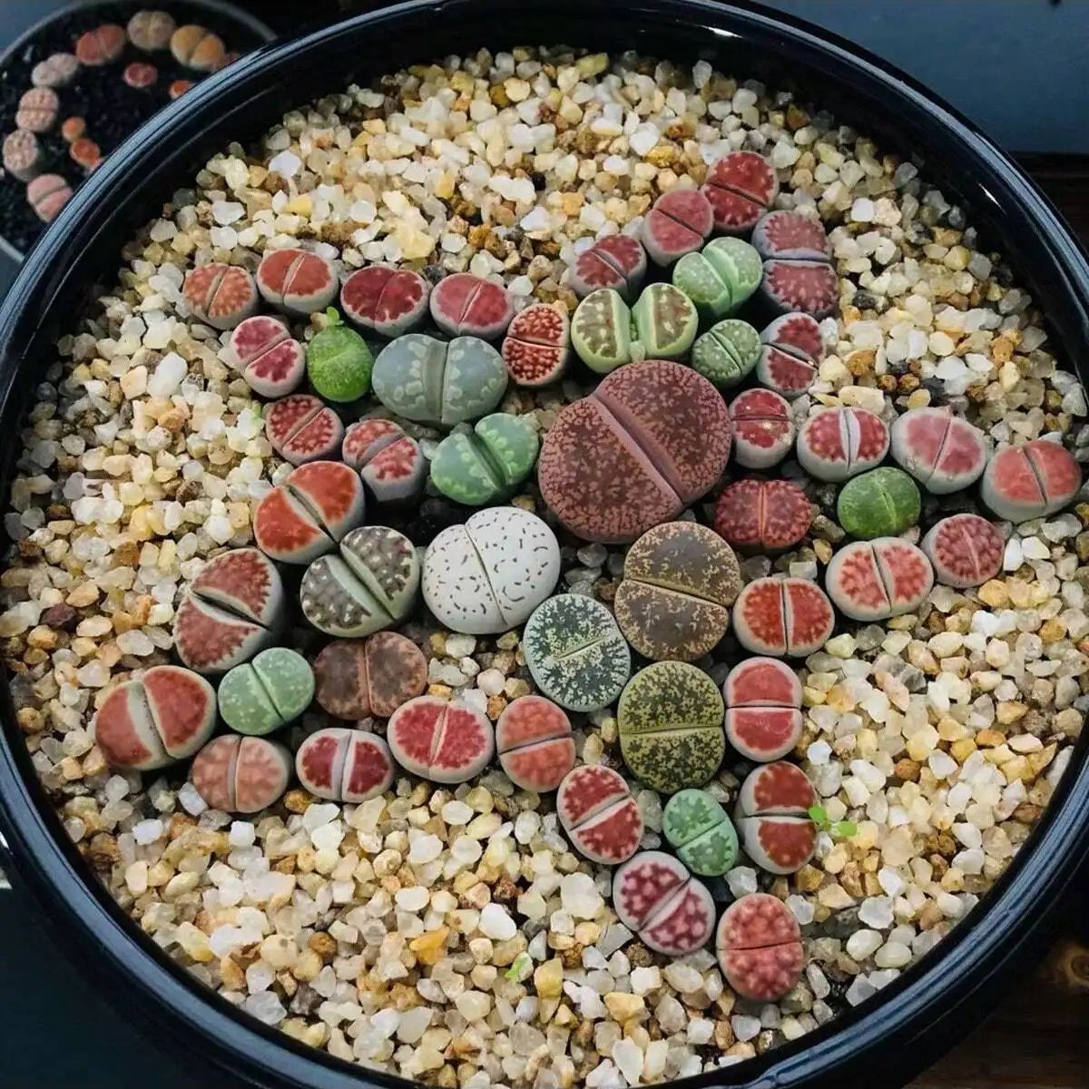 1 unidad-250g de cristales nat - Marine Aquarium Hobby reseña y precio