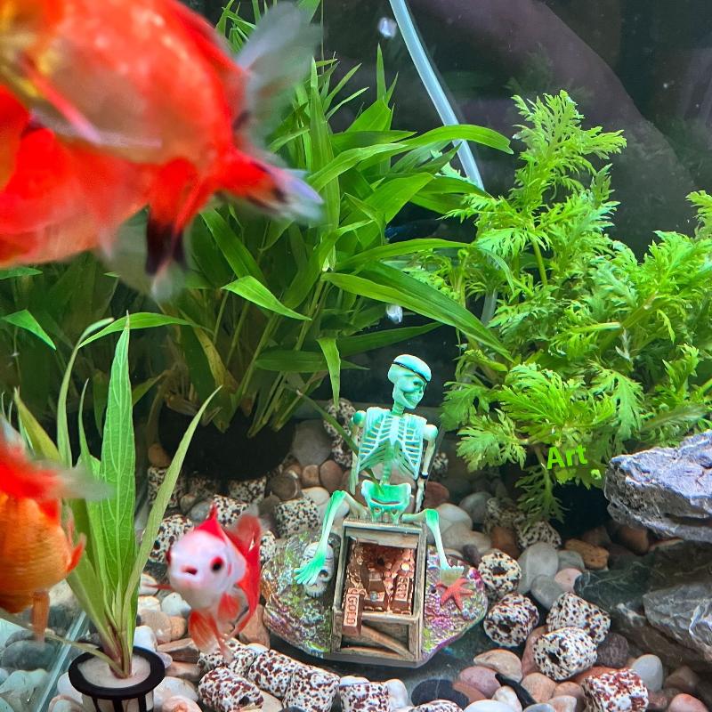 Bomba de aire de burbujas de p - Marine Aquarium Hobby reseña y precio