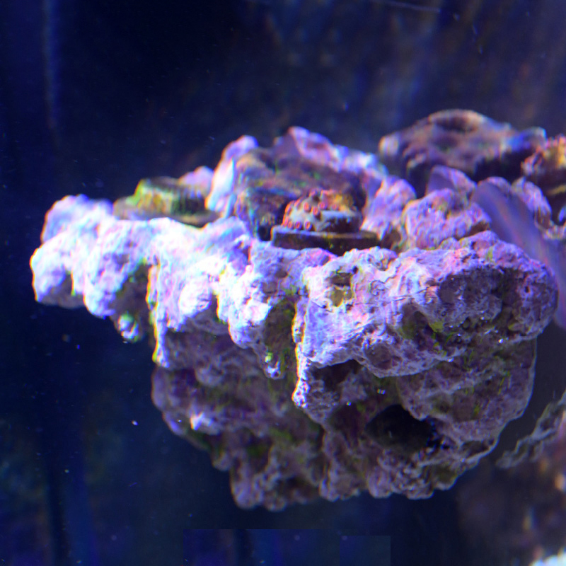 Vastocean acuario magnético Co - Aquarium Marine Rock reseña y precio