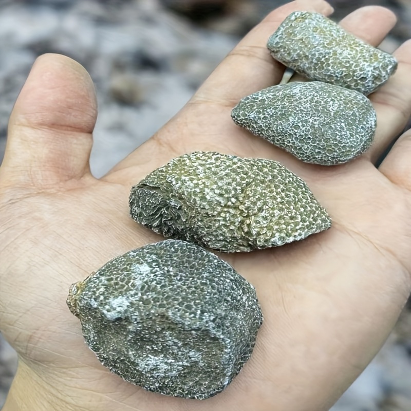 Roca de Coral Natural, Apta pa - Aquarium Marine Rock reseña y precio